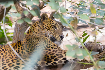 Leopardo descansando en árbol