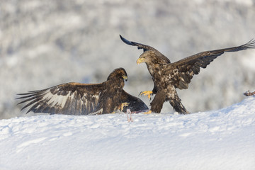 Golden eagle and White-tailed eagle fighting.