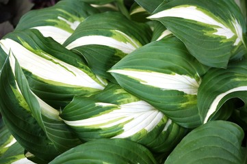 Fototapeta na wymiar Variegated green and white hosta leaves