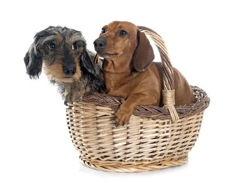 two young dachshunds in basket