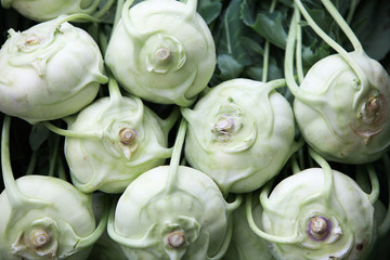 Cabbage (Brassica oleracea)