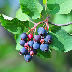 Saskatoon or Amelanchier (Latin name Amelanchier)