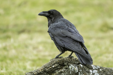 raven (corvus corax)