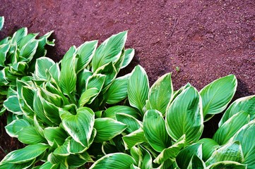 Naklejka na ściany i meble Border of green hosta plants in the shade garden