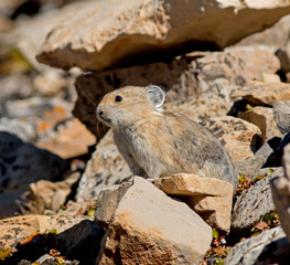 American Pika