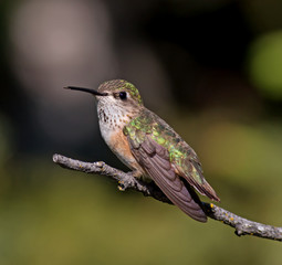 Fototapeta na wymiar Calliope Hummingbird -female