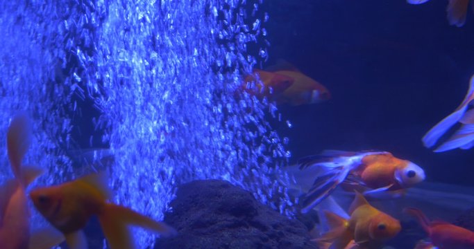 Sprits of Airy Bubbles in Aquarium, Goldfishes, Carassius Auratus, among the Bubbles