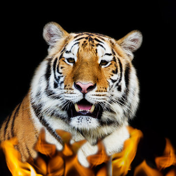Tiger on fire