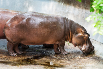 hippopotamus