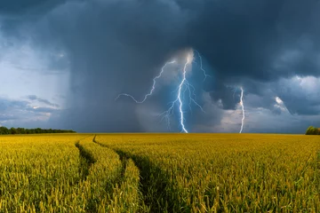 Foto op Aluminium Big wheat field and thunderstorm © firewings
