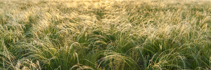 Meadow with a feather grass