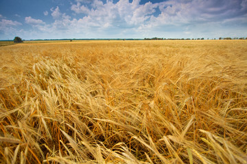 Fototapeta na wymiar Field of wheat