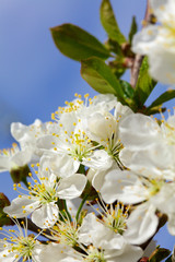 Blossoming of cherry flowers