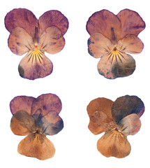 Head pressed dried violet flowers isolated