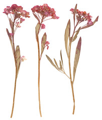 Pressed flowers, isolated