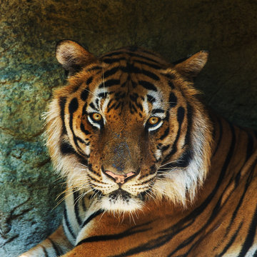 tiger