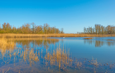 Fototapeta premium The shore of a lake in sunlight in winter
