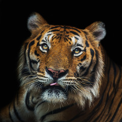 young sumatran tiger walking out of shadow/Tiger