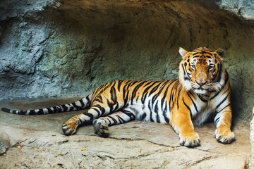 Un tigre assis dans un zoo.