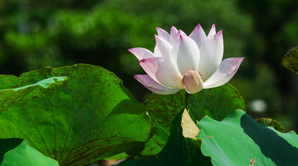 Lotus flower beautiful lotus.