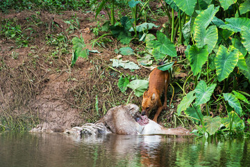Asian wild dogs eating a deer carcass