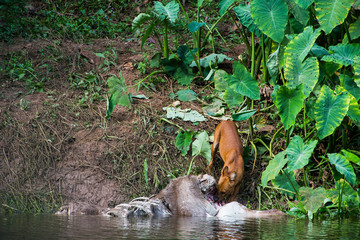 Asian wild dogs eating a deer carcass