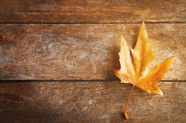 Naklejka na ściany i meble Maple leaf on wooden background