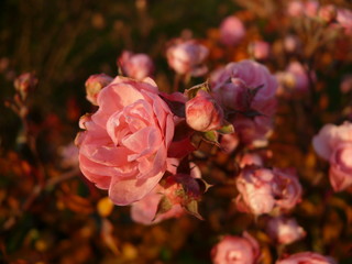 Pink rose flowers, warm color palette