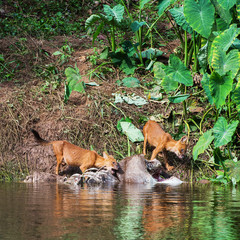 Asian wild dog family