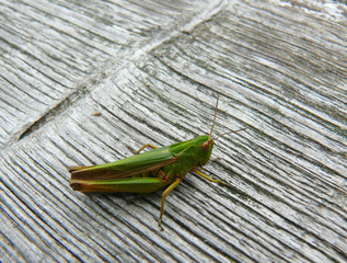 Grasshopper sitting on wood