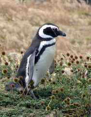Magellanic penguin, Chile