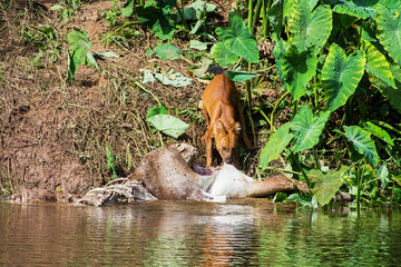 Asian wild dogs eating a deer carcass