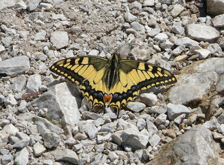 Fototapeta na wymiar Swallowtail butterfly having a rest on stones