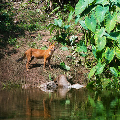 Asian wild dogs eating a deer carcass