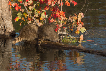 Two Raccoons (Procyon lotor) Turned on a Log
