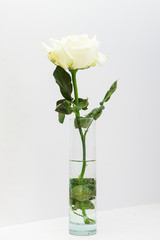Beautiful white flowers peonies in a vase