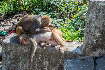 A monkey picks the lice from another monkey
