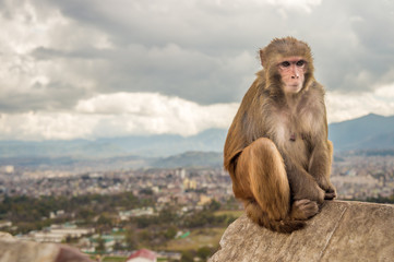 Rhesus Monkey sitting