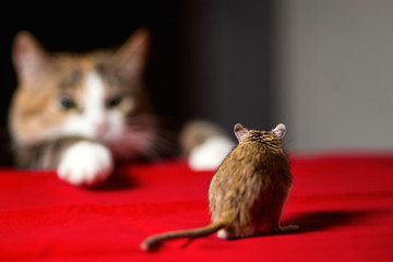 Cat playing with little gerbil mouse on red table