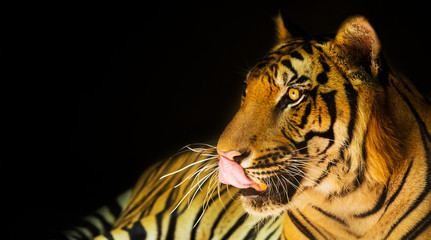 Tiger on a black background