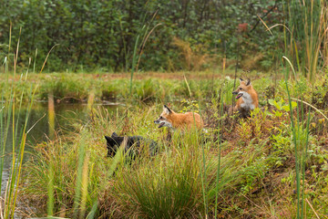 Three Fox (Vulpes vulpes) on Island