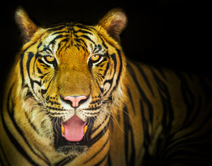 A tiger ready to attack looking at you