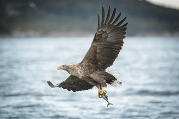 White-tailed eagle caryying a coal fish