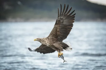 Foto auf Acrylglas Adler Seeadler, der einen Köhler trägt