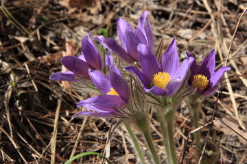 Violet pasque flowers in spring
