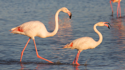Flamingos, Camargue, France
