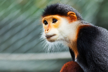 Red-shanked Douc (Pygathrix nemaeus)