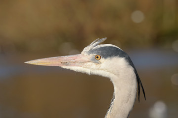 Grey Heron, Ardea cinerea