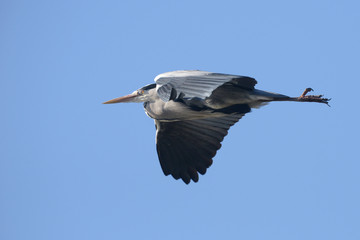 Grey Heron, Ardea cinerea