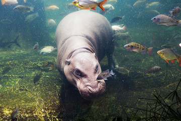 hippopotamus, Hippopotamus amphibius, Southafrica